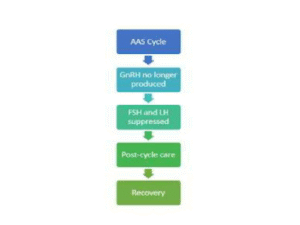 AAS and Suppression Cycle
